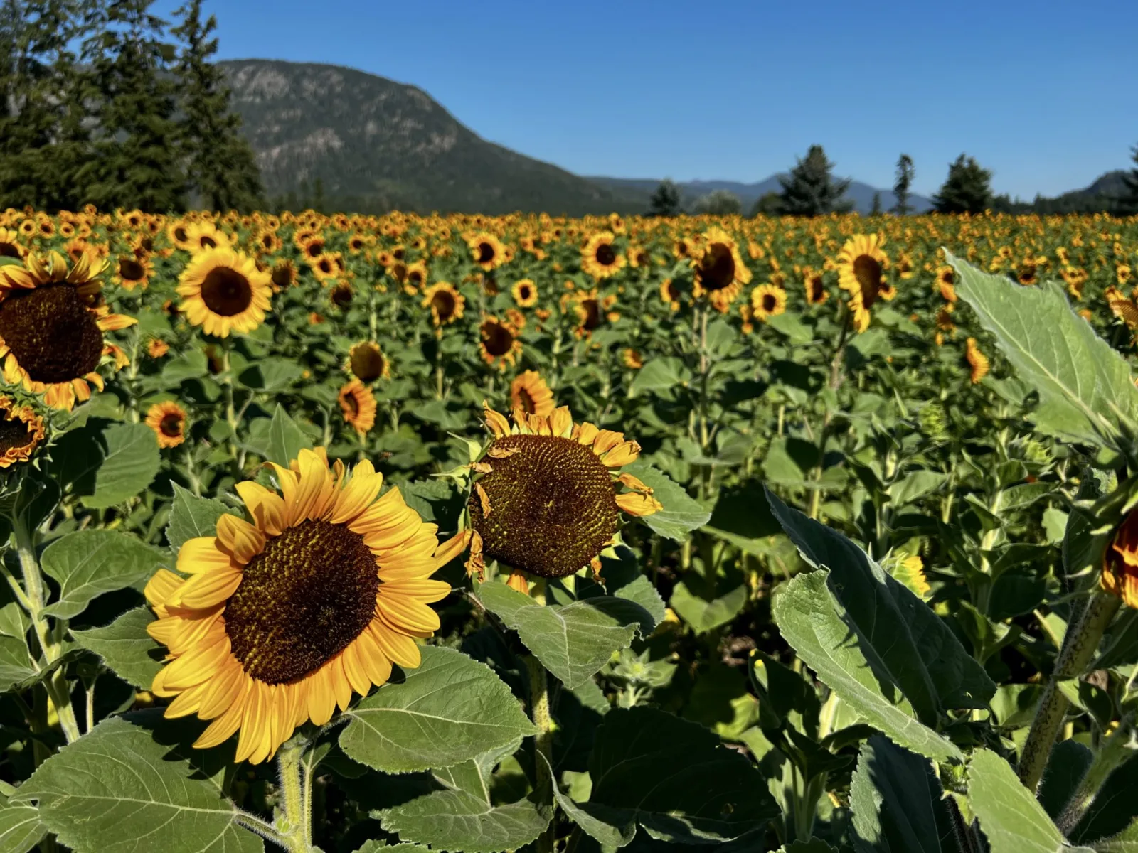 DeFi Development Increases SOL Holdings and Dividend Rate